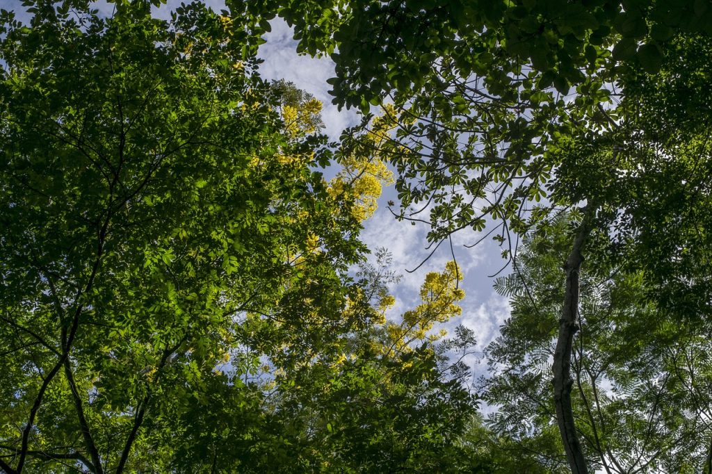 nature, forest, amazon-4804203.jpg